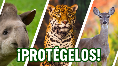 ¡pROTÉGELOS! (1)