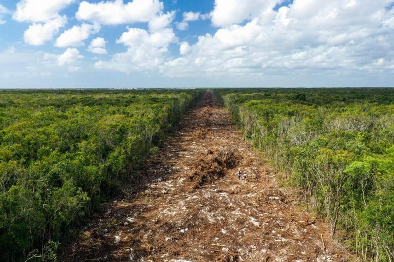 Tren maya | No a la destrucción de la selva