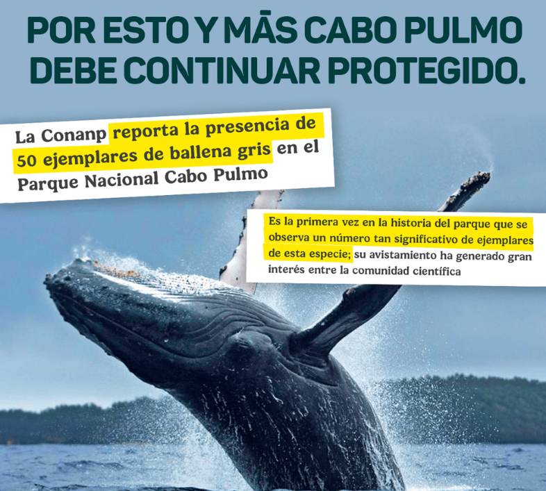 Captura de pantalla de la noticia de que se reporta la presencia de 50 ejemplares de ballena gris en el Parque Nacional de Cabo Pulmo