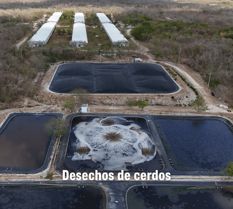 Fotografía de desechos de cerdos