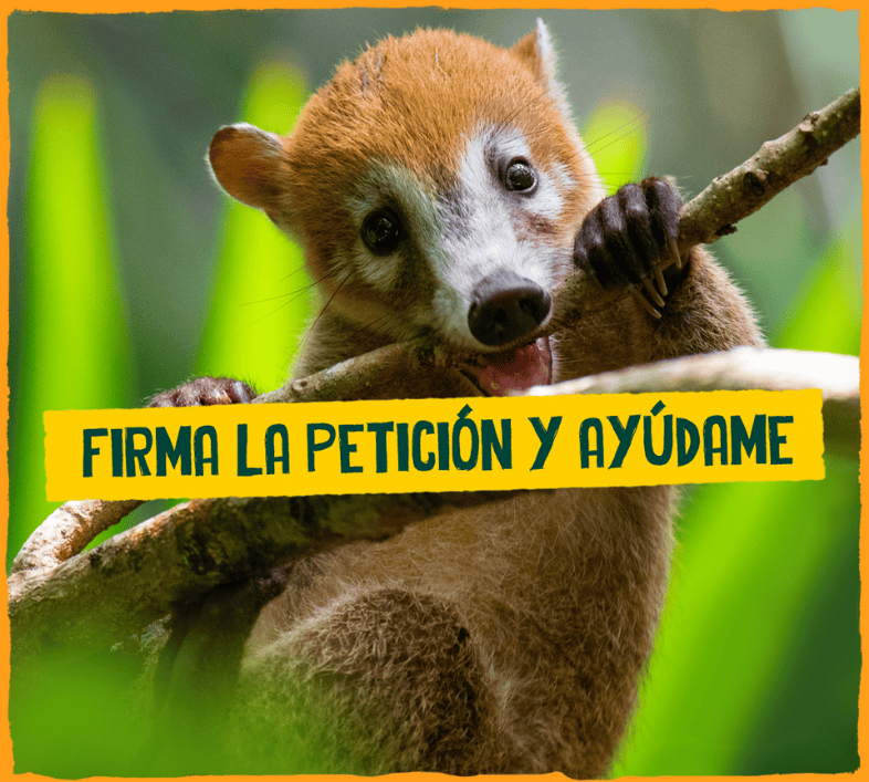 Firma la petición y ayúdame. Fotografía de coatí