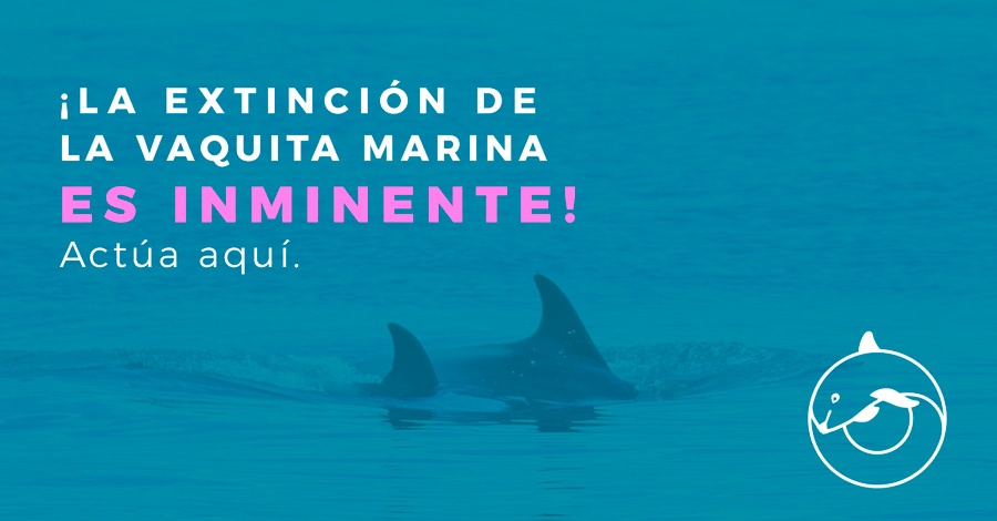 vaquita marina Resultado de imagen para vaquita marina greenpeace